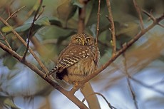 Brasilianischer Sperlingskauz (glaucidium brasilianum)